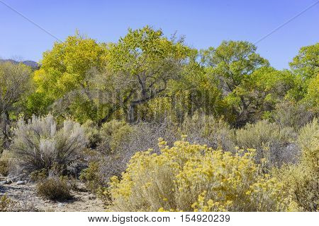 Fall Color Of Valyermo