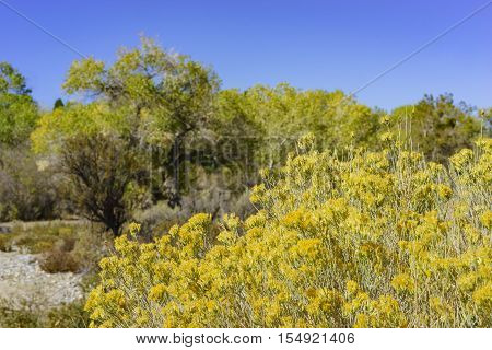 Fall Color Of Valyermo