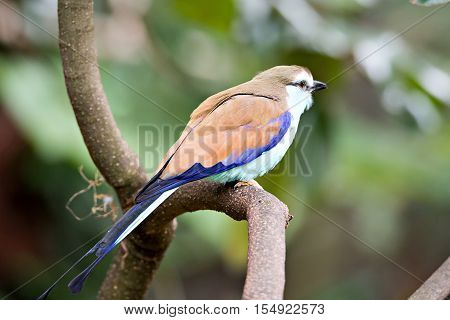 Racket-tailed Roller (Coracias spatulatus) perched on branch