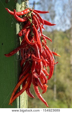 bunch of red hot chilli peppers - shalow DOF