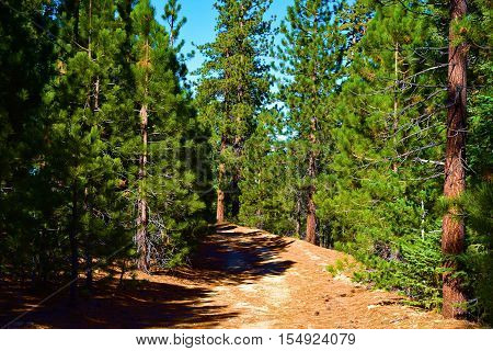 Hiking trail thru a lush green Pine Forest taken in the San Gabriel Mountains, CA
