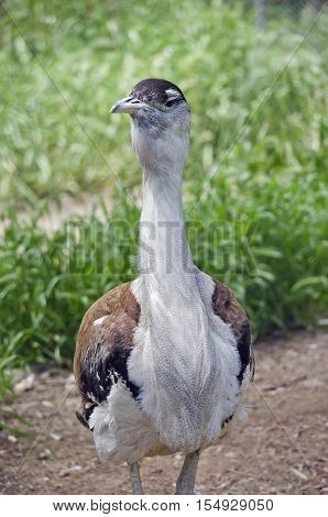 this is a close up of a Australian bustard