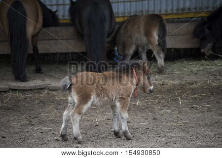 Mini dwarf horse in a pasture at a farm. foal mini horse.