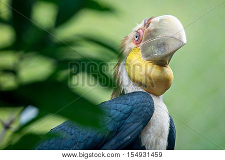 a Close up portrait of wreathed hornbill