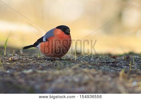 bird with the red breast , bullfinch sitting on the ground, Red-bird winter migration of birds, unusual color, the bird from north