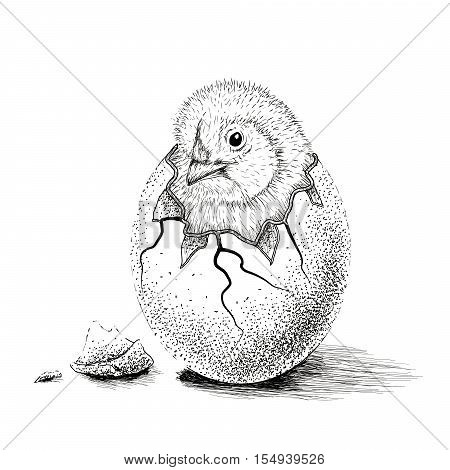 chick hatched from eggs. Animal life.Hand drawn work.Vector illustration