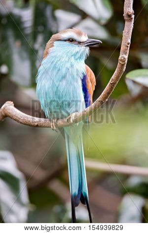 Racket-tailed Roller (Coracias spatulatus) perched on branch
