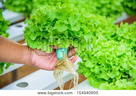 Organic vegetable salad Thailand, farmers are planting