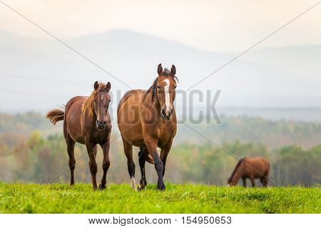 Mare and foal in a meadow in autumn