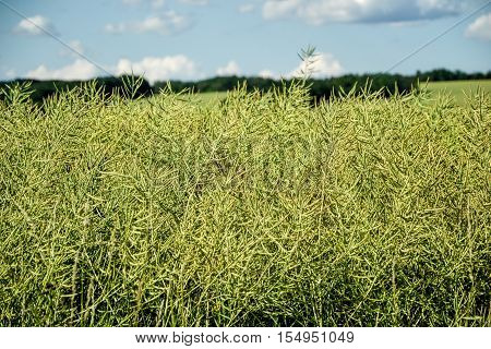 Unripe Seeds Of Rape. Field Of Green Ripeness Oilseed Rape Isolated On A Cloudy Blue Sky In Summer T