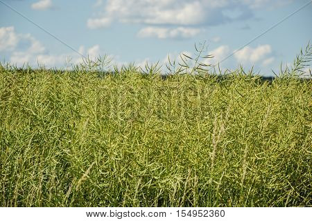 Unripe Seeds Of Rape. Field Of Green Ripeness Oilseed Rape Isolated On A Cloudy Blue Sky In Summer T