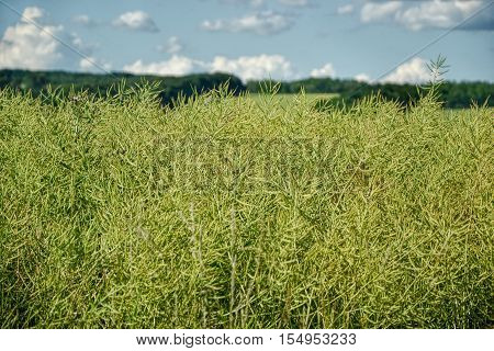 Unripe Seeds Of Rape. Field Of Green Ripeness Oilseed Rape Isolated On A Cloudy Blue Sky In Summer T