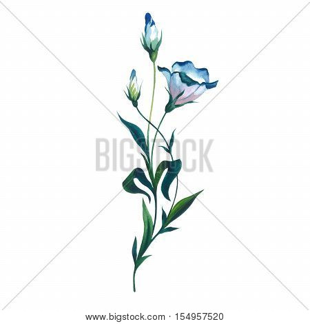 Wildflower Eustoma flower in a watercolor style isolated. Full name of the plant: Eustoma russellianum gevuldbloemig. Aquarelle wild flower for background, texture, wrapper pattern, frame or border.