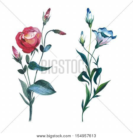 Wildflower Eustoma flower in a watercolor style isolated. Full name of the plant: Eustoma russellianum gevuldbloemig. Aquarelle wild flower for background, texture, wrapper pattern, frame or border.