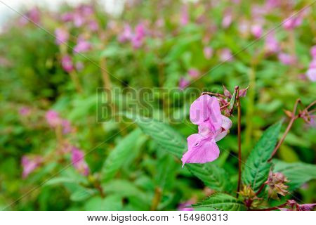 Closeup of pink budding and blossoming Himalayan Balsam or Impatiens glandulifera in its own wild nature habitat in the Netherlands.