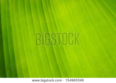 close up green leaf texture background, nature and ecology concept