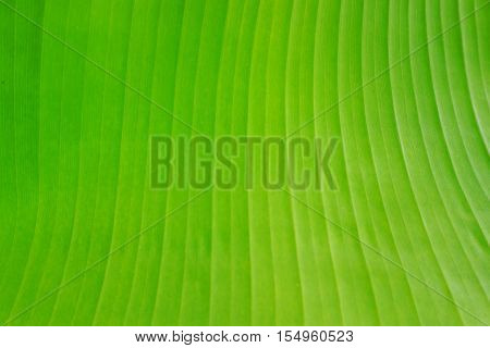 close up green leaf texture background, nature and ecology concept