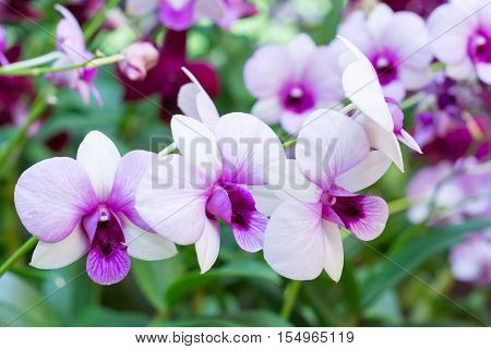 Beautiful orchid flowers. violet orchid in nature. purple orchid.