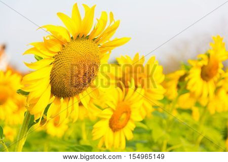 Close up beautiful sunflower in wide garden.