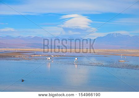 Panoramic view of the Laguna Chaxa a lagoon with flamingos in the National reserve Los Flamencos close to San Pedro de Atacama in the Atacama desert in Chile, South America