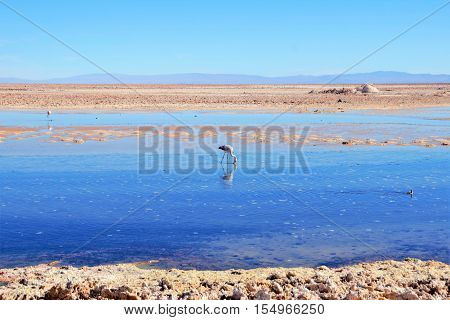 Panoramic view of the Laguna Chaxa a lagoon with flamingos in the National reserve Los Flamencos close to San Pedro de Atacama in the Atacama desert in Chile, South America