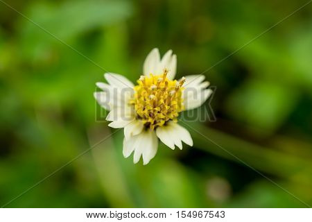 It is macro the carpel in garden