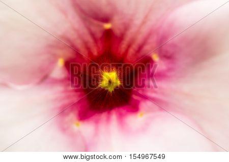 It is macro the carpel in garden