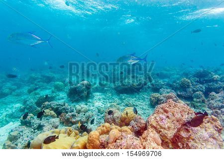 Trevally Fish Near Ocean Bottom