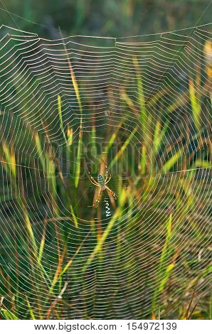 Web with a spider in the center on a background of grass