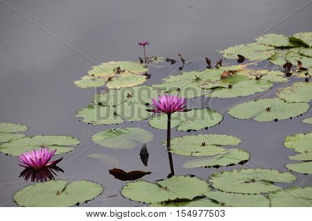 Multicolored flowers lilies grow in the water Thailand. Southeast Asia