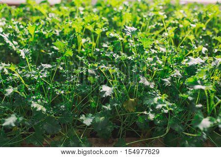herbs in garden at greenhouse close up