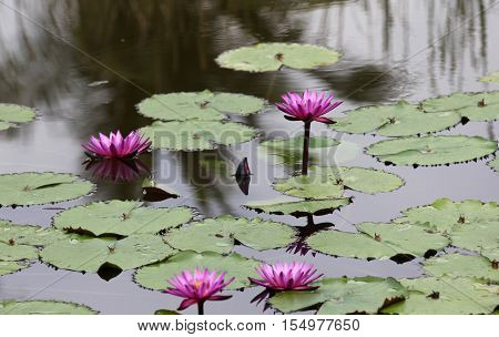Multicolored flowers lilies grow in the water Thailand. Southeast Asia