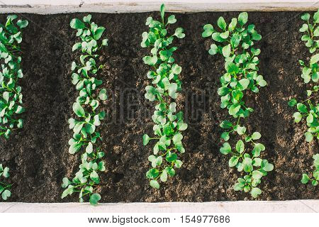 herbs in garden at greenhouse close up