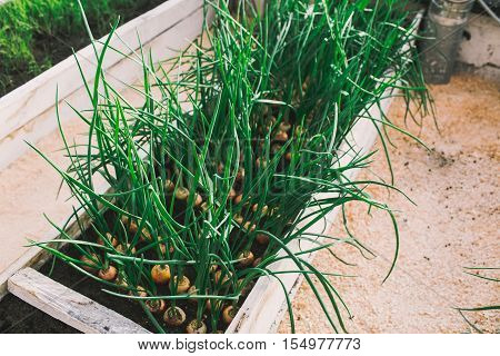 green onion growing in garden at greenhouse