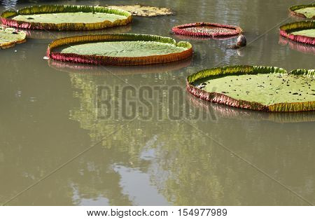 Multicolored flowers lilies grow in the water Thailand. Southeast Asia