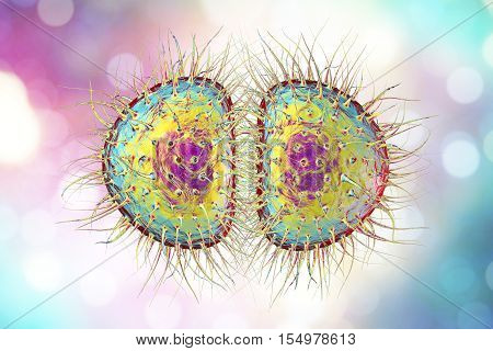 Bacteria Neisseria gonorrhoeae or Neisseria meningitidis, gonococcus and meningococcus, 3D illustration. Bacteria which cause gonorrhoeae. Bacteria which cause meningitis