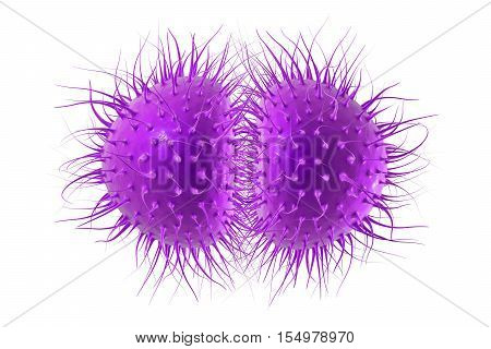 Bacteria Neisseria gonorrhoeae or Neisseria meningitidis, gonococcus and meningococcus, 3D illustration. Bacteria which cause gonorrhoeae. Bacteria which cause meningitis