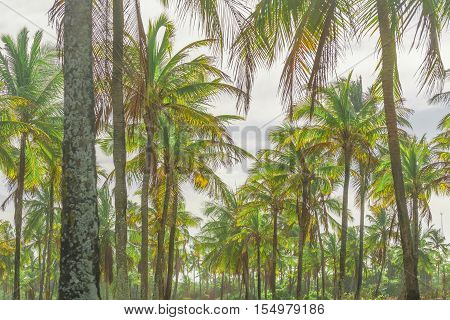 Palm Trees Low Angle Shot