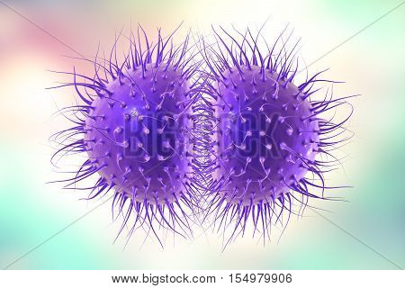 Bacteria Neisseria gonorrhoeae or Neisseria meningitidis, gonococcus and meningococcus, 3D illustration. Bacteria which cause gonorrhoeae. Bacteria which cause meningitis