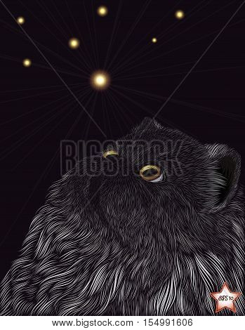 Vector illustration. Persian smoky cat looking at the stars. Freehand drawing The ability to edit the color and shape of all the elements.