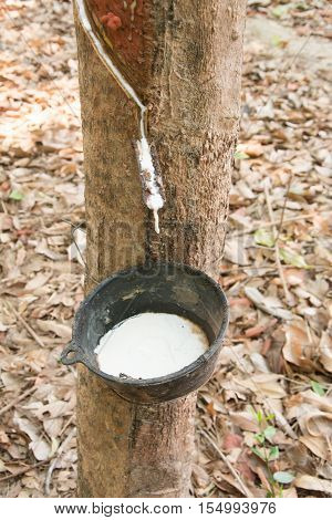 Milky Latex Extracted From Rubber Tree