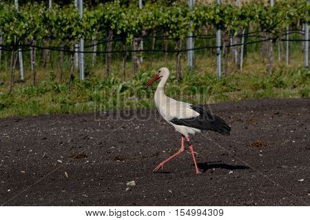 Storch marches across a field beside grapevines