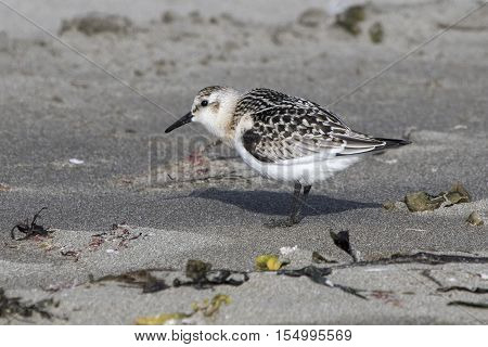 Sanderling in autumn plumage standing on a sandy beach