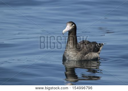 young short-tailed albatross sitting on the water a summer day