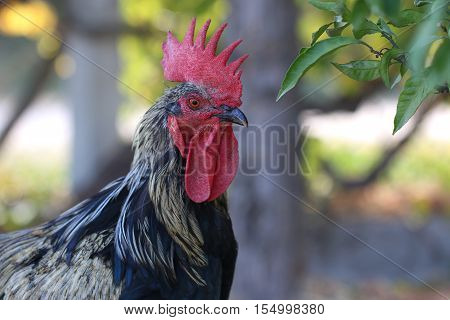 Colorful rooster on green nature background. Animal.