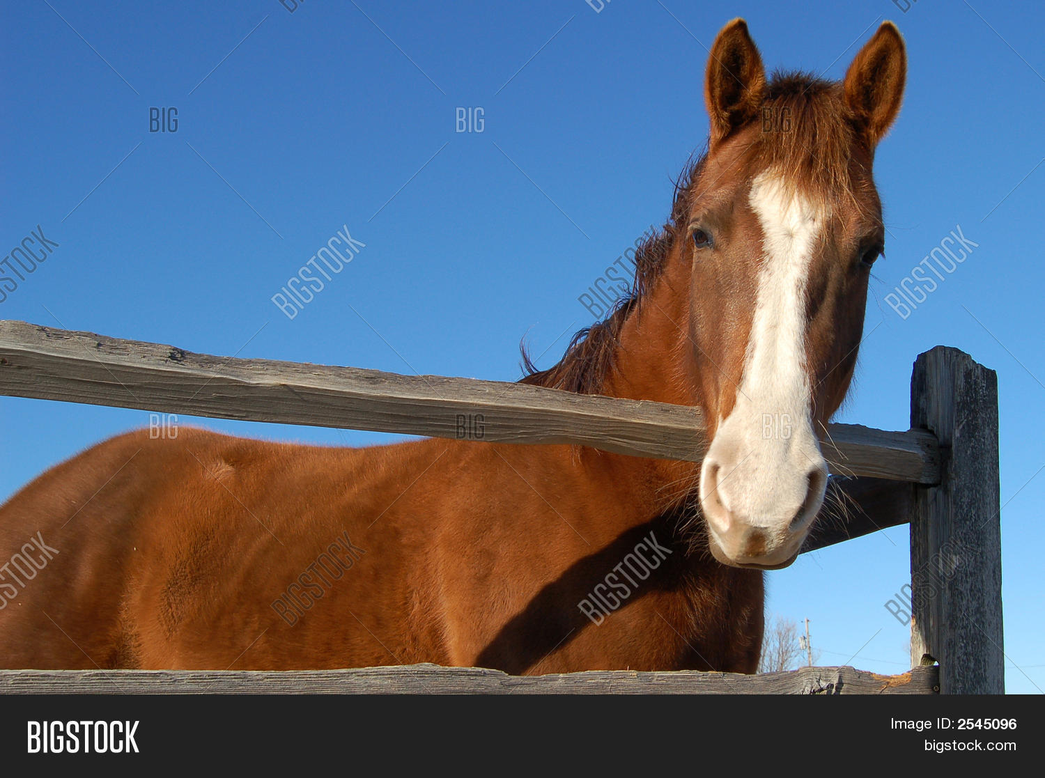 Horse Looking Over Fence Image & Photo Bigstock