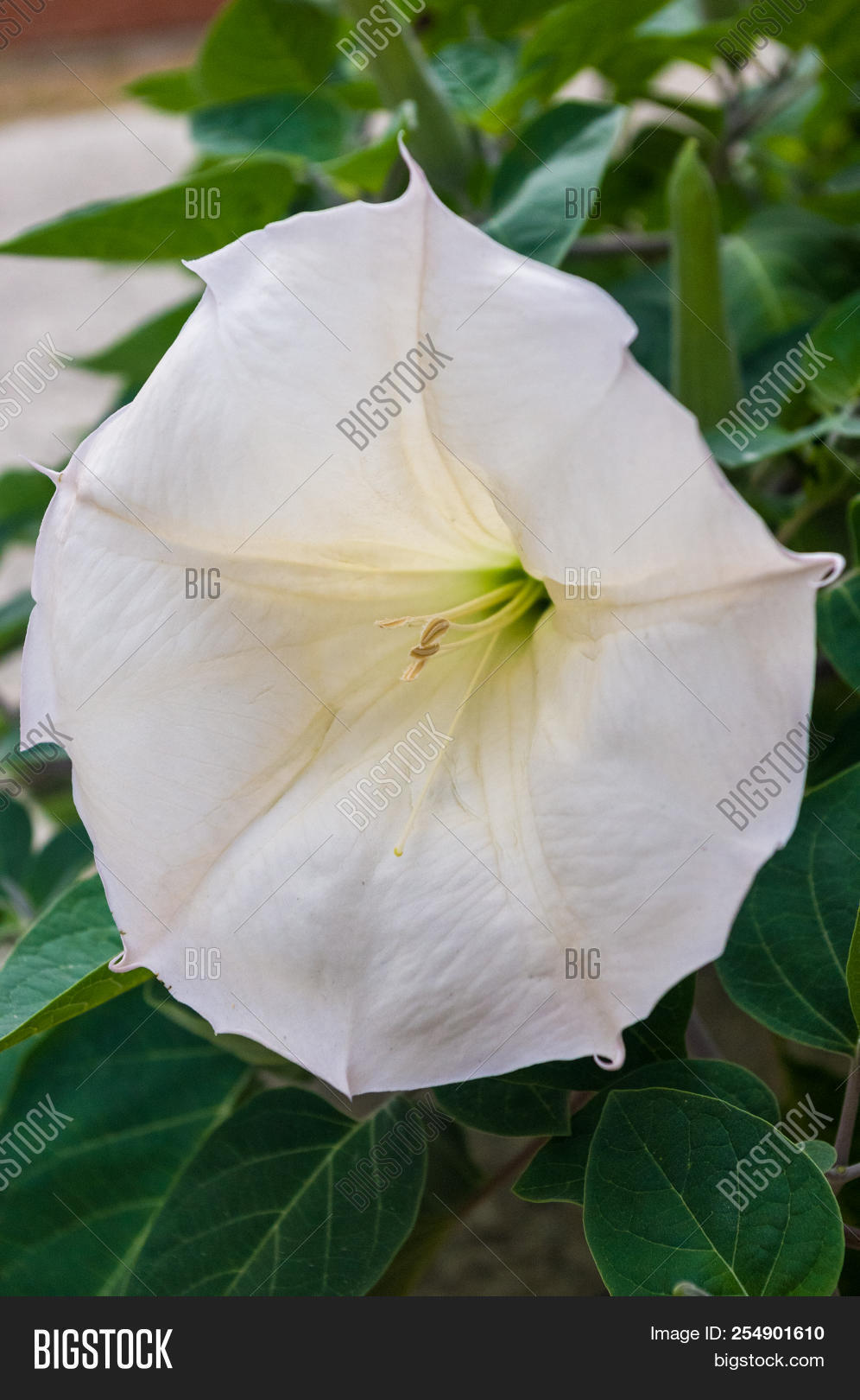 Devil's Trumpet, Image & Photo (Free Trial) Bigstock