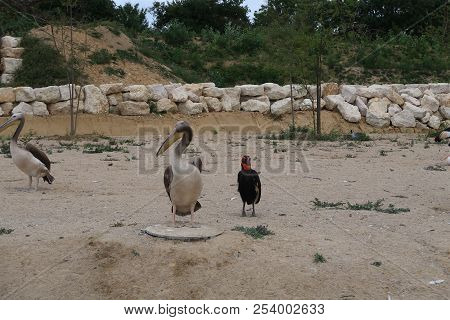 Southern Ground Hornbill (bucorvus Leadbeateri, Formerly Known As Bucorvus Cafer) And Great White Pe