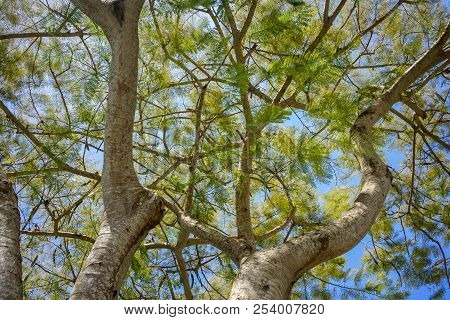 Flamboyan Tree, Delonix Regia, Branch With Green Leaves