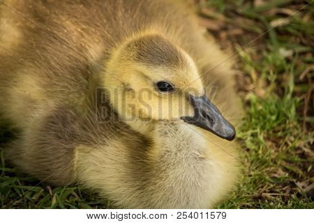 Image Of A Young, Baby Duckling Laying In Some Grass